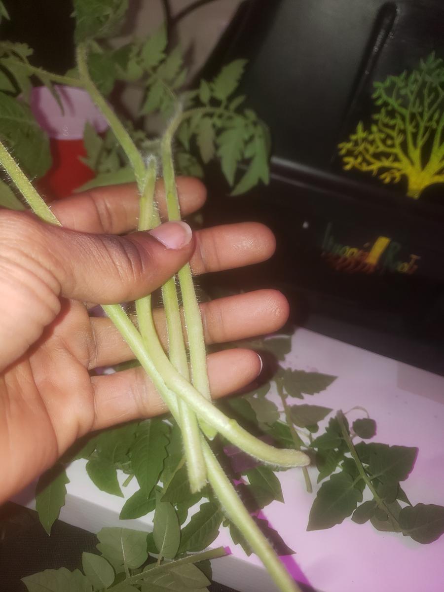 Hand holding several tomato cuttings to inspect stem and root development