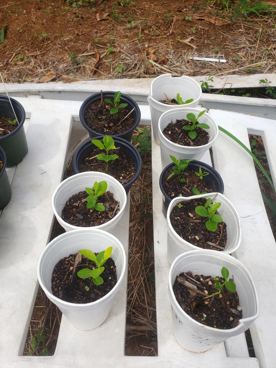 Rooted cuttings growing in small cups outdoors