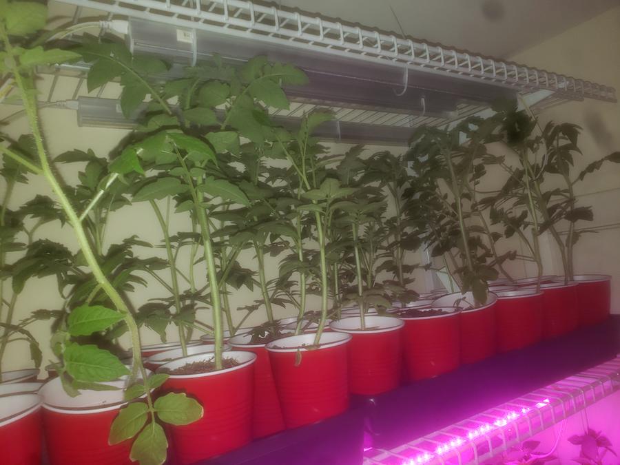 Rows of young tomato starts in cups along an indoor grow-light shelf