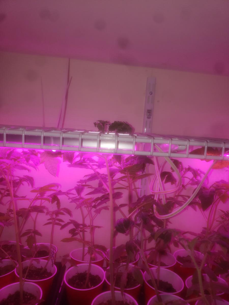 Tomato seedlings growing in cups under grow lighting, viewed from below the shelf