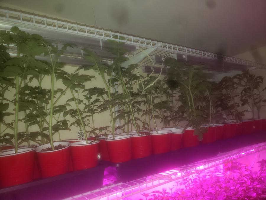 Young seedlings growing in cups under an indoor LED grow-light rack