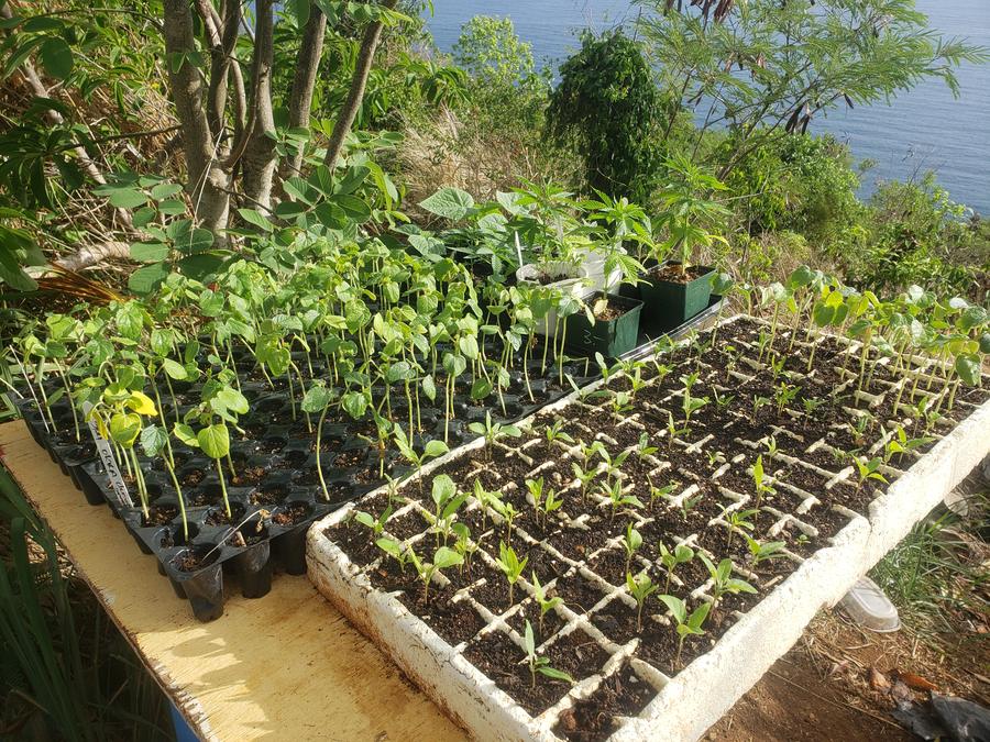 Seedling trays of okra, beans and other starts on an outdoor propagation table overlooking the coast